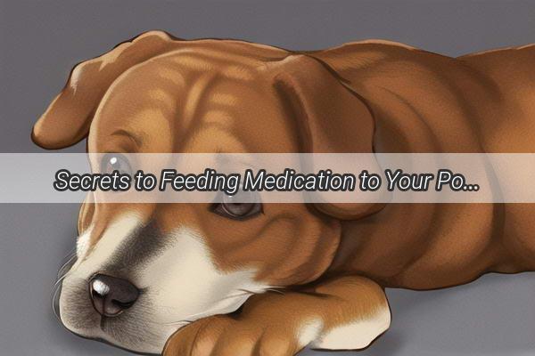 Secrets to Feeding Medication to Your Pooch A VetApproved Guide to Success